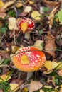 Amanita Muscaria Mushroom In Autumn Forest. Two Little Young Fly Agaric Wild Mushrooms In Fall Nature With Yellow Leaves