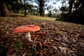 Amanita Muscaria Mushroom with blurred forest in the background