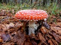 Amanita muscaria mushroom close up in a forest of beeches, Italy
