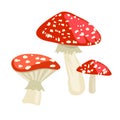 Amanita muscaria mushroom icon. Cartoon illustration of toadstool vector for web design Royalty Free Stock Photo