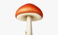 Amanita muscaria mushroom isolated on a white background Royalty Free Stock Photo