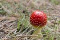 Amanita muscaria mushroom, known as fly agaric or fly amanita