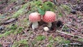 Amanita Muscaria Mushroom at Salishan Resort in November Oregon Coast Royalty Free Stock Photo