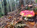 Amanita muscaria mushroom seen from above in a mountain beech forest, Somiedo Natural Park, Asturias, Spain Royalty Free Stock Photo