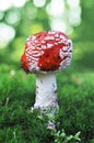 Amanita muscaria - mushroom toadstool Royalty Free Stock Photo