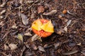 Amanita Muscaria mushroom with two yellow leafs on top