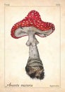 Amanita Muscaria Mushroom Vector. Watercolor Amanita Muscaria Mushroom Vector Illustration. Fly Agaric, Amanita Muscaria