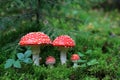 Amanita muscaria mushrooms