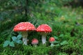 Amanita muscaria mushrooms Royalty Free Stock Photo