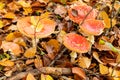 Amanita muscaria mushrooms in autumn forest in autumn time. Fly agaric, wild poisonous red mushroom in yellow-orange fallen leaves Royalty Free Stock Photo
