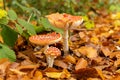 Amanita muscaria mushrooms in autumn forest in autumn time. Fly agaric, wild poisonous red mushroom in yellow-orange fallen leaves Royalty Free Stock Photo