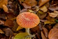 Amanita muscaria mushrooms in autumn forest in autumn time. Fly agaric, wild poisonous red mushroom in yellow-orange fallen leaves Royalty Free Stock Photo