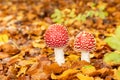 Amanita muscaria mushrooms in autumn forest in autumn time. Fly agaric, wild poisonous red mushroom in yellow-orange fallen leaves Royalty Free Stock Photo