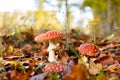 Amanita muscaria mushrooms in autumn forest in autumn time. Fly agaric, wild poisonous red mushroom in yellow-orange fallen leaves Royalty Free Stock Photo