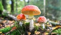 Amanita muscaria mushrooms. Generated with AI