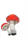 Amanita muscaria