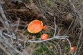 Amanita muscaria mushrooms. Piatra Craiului National Park. Southern Carpathians. Romania Royalty Free Stock Photo