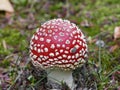 Amanita muscaria - poison mushroom