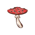 Amanita muscaria poison toxic mushroom illustration