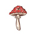 Amanita muscaria poison toxic mushroom illustration
