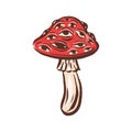 Amanita muscaria poison toxic mushroom illustration