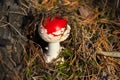 Amanita muscaria poisonous fungus