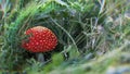 Amanita Muscaria, poisonous mushroom. Chromatic aberration hallucinogenic effect.