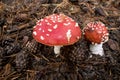 Amanita Muscaria, poisonous mushroom and natural hallucinogen from the forest, Red capped Magic Royalty Free Stock Photo