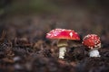 Amanita Muscaria, poisonous mushroom and natural hallucinogen from the forest, Red capped Magic Royalty Free Stock Photo