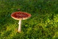 Amanita Muscaria, poisonous mushroom. sprouting among grass in natural landscape