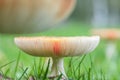 Amanita muscaria ,poisonous red mushroom in nature Royalty Free Stock Photo