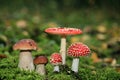 Amanita muscaria and porcini mushrooms Royalty Free Stock Photo