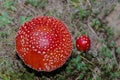 Amanita muscaria - red fly agaric, a beautiful mushroom with a red cap with white spots and very poisonous. Royalty Free Stock Photo