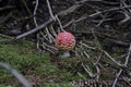 Amanita muscaria/ red mushroom with white spots in silverton colorado