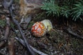 Amanita muscaria/ red mushroom with white spots in silverton colorado
