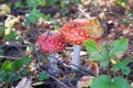 Amanita Muscaria. Red poisonous Fly Agaric mushrooms in forest among dry leaves. Psychoactive and medicinal two wild mushrooms Royalty Free Stock Photo