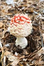 Amanita Muscaria. Red wild poisonous fly agaric mushroom in forest in autumn in sunny day. Nature of autumn forest. Royalty Free Stock Photo