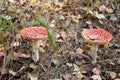 Amanita muscaria and small russule in autumn forest. Royalty Free Stock Photo