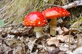 Amanita muscaria toadstool Royalty Free Stock Photo