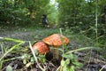 Amanita muscaria. Two fly agarics with red caps on blurred background of path in summer forest Royalty Free Stock Photo