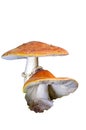 Amanita muscaria var. aureola on white background.