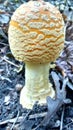 Amanita Muscaria var. Guessowii Mushroom Royalty Free Stock Photo