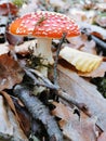 Amanita muscaria var. muscaria from the Amanitaceae family.