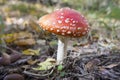 Amanita muscaria is very beautiful