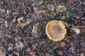 Top view of white toadstool in a forest Royalty Free Stock Photo