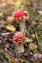 Amanita muscaria wild mushroom in autumn forest. Little young Fly agaric mushrooms in fall nature Royalty Free Stock Photo