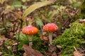 Amanita muscaria wild mushroom in forest. Two Little young Fly agaric mushrooms in fall nature Royalty Free Stock Photo