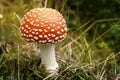 Amanita muscaria