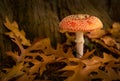 Amanita Mushroom in Autumn Leaves Royalty Free Stock Photo