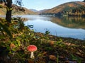 Amanita mushroom on forest meadow on shore of picturesque lake. Vilshany water reservoir on the Tereblya river, Transcarpathia,